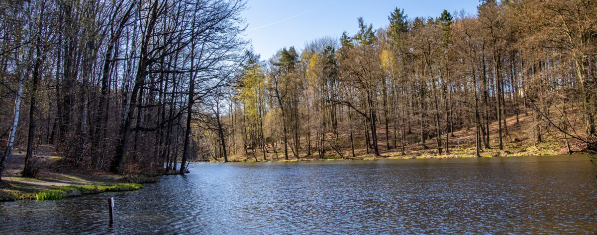 Staw, wok&oacute;ł drzewa