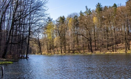 Staw, wokół drzewa
